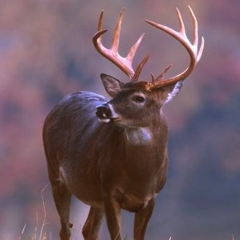 TrophyDeer's profile picture. 