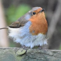 gillian (@theloobyloos) 's Twitter Profile