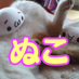 ぬこモフラー(化け猫・扣廃人)・5/3東7 S46b (@mofnmof) Twitter profile photo ぬこモフラー(化け猫・扣廃人)・5/3東7 S46b (@mofnmof) Twitter profile photo
