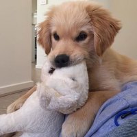 포코 (@dk_is__puppy) 's Twitter Profile Photo 포코 (@dk_is__puppy) 's Twitter Profile Photo