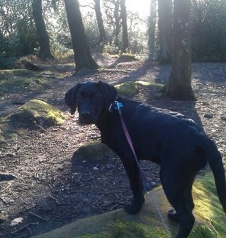 Kristelizlar's profile picture. I work from home and also love to make and bake. I live in Leeds with my husband, two children and our three dogs.