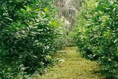 yerbamateinfo's profile picture. Educating 24/7 about organic yerba maté tea in the USA.