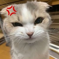 σ(°ロ°) 🐾 (@cinnafluf) 's Twitter Profile
