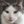 Axi (@AxigeNZ) profile picture