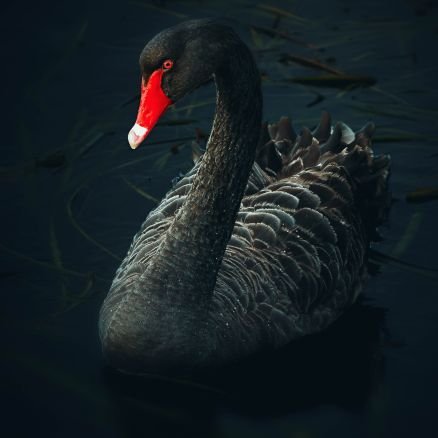 shibbuxx's profile picture. #codeisdrug