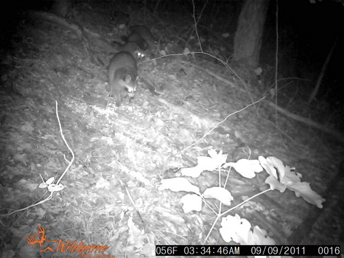 TrevorSwift1's profile picture. I LOVE TO PLAY SPORTS. AND SOME VIEDO GAMES