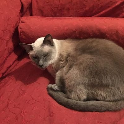 Alondragris1's profile picture. Psicologa setentista- Peroncha .
 Cuando el fascismo regrese lo hará en nombre de la libertad  Thomas Mann.1940