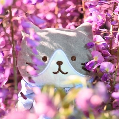 fuka_fuka0506's profile picture. ふくふくにゃんこにハマってます。
推しはハッチですがみんな大好きです。