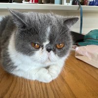 家ゴロ猫ポン太の怠惰な日常 (@pontathecat) 's Twitter Profile Photo 家ゴロ猫ポン太の怠惰な日常 (@pontathecat) 's Twitter Profile Photo
