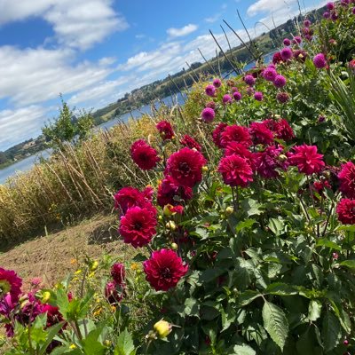 cherry_cec's profile picture. Melómana, cinéfila .Me cargan las teleseries. Amo cine Terror. π presente en todo / Sturm Und Drang/Soy Animal Crepuscular.