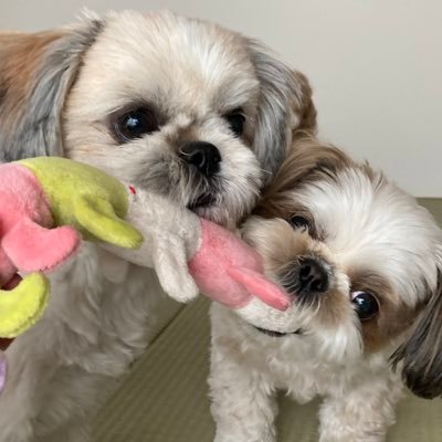 めろんとこうめさんのプロフィール画像