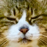そよかぜ (@lliiooonnss) 's Twitter Profile