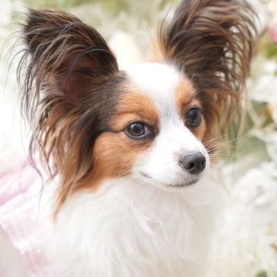 リリィ@パピヨン (@lily_20220621) / Posts / X