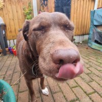 Adam (@_genericbrit_) 's Twitter Profile