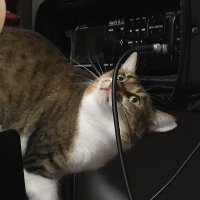 ٩( ᐛ )و (@izanagi_guitar) Twitter profile photo