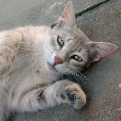 khabarkuc's profile picture. 🍁
Dìyàr-ē-záat ka ek privacy- pasand qáedi who ain't in need of no freedom, anytime soon!