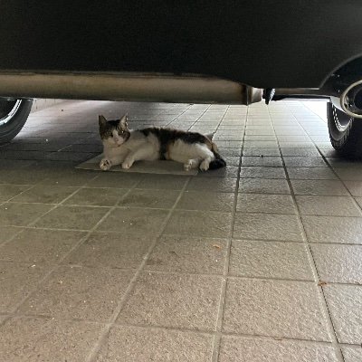 SssqqQmmm's profile picture. 本帰国しました。