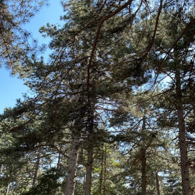 yzkoldumillete's profile picture. 