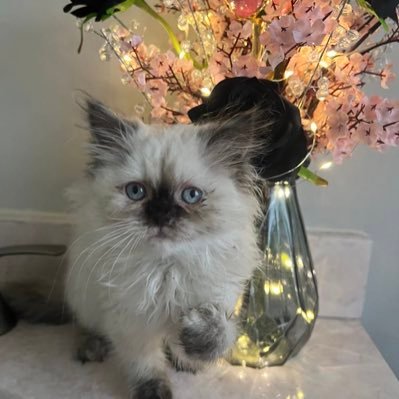 Himalayan kittens raised in a loving home