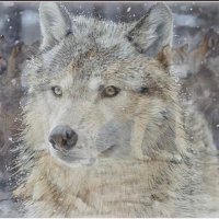 ๆจไธไฝณๅ
ธ (@yoshitsune1977) 's Twitter Profile Photo ๆจไธไฝณๅ
ธ (@yoshitsune1977) 's Twitter Profile Photo