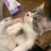 あべちゃん (@yuturikunn) 's Twitter Profile Photo