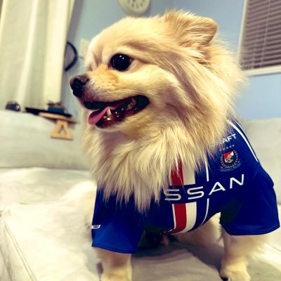 Futures26476855's profile picture. 横浜FMサポ、ユニはマツケン。犬と北欧好き。ワンコはデカポメ8kg♂。