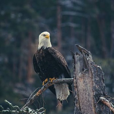 sathvikakki's profile picture. "Cyber security Professional | | History, geography, science & tech lover 📚 | Protecting digital realms