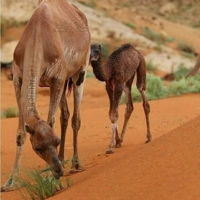 لله درّ الواضحين، الذين تنطق أعينهم بالصدق وتكون أفعالهم موافقة لأقوالهم