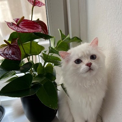 Mercan02026716's profile picture. 