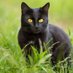 Kucing Hitam (@akunkucinghitam) Twitter profile photo Kucing Hitam (@akunkucinghitam) Twitter profile photo