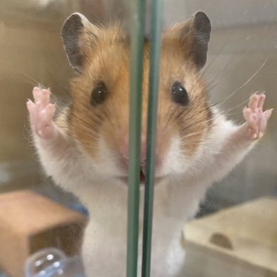 묘호さんのプロフィール画像