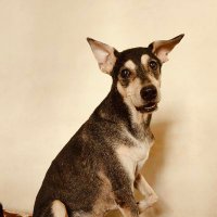 🅲🆁🅰🆉🆈🅳🅾🅶🅻🅰🅳🆈🐕🐕 (@sohinimaitra) Twitter profile photo