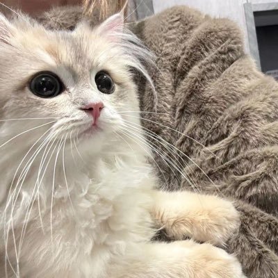 0xlazycat's profile picture. All in Web3 | 职业撸毛 | 币圈科学家 | 开发工程师 | Meme 捕手，哪里有热点就去哪里！
找链上机会上 Binance Web3：https://t.co/dhNHHnuLmp