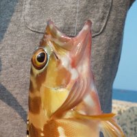 しろすけ (@l4m3ssppilscq8c) 's Twitter Profile