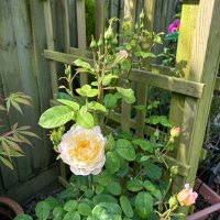 Pam Watkins💙 (@pwtherapist) 's Twitter Profile Photo