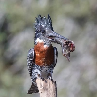 Photos for all, welcome to the vision in each new tweet! https://t.co/SpelUyMwuM