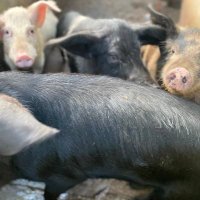 Life with pigs (@lifewithpigs6) 's Twitter Profile