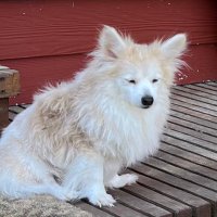 Dominique 🍀🌲🌱🌎 🇺🇸🦅 (@animalsrsomeone) 's Twitter Profile Photo Dominique 🍀🌲🌱🌎 🇺🇸🦅 (@animalsrsomeone) 's Twitter Profile Photo