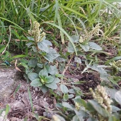 XXicala's profile picture. Crypto