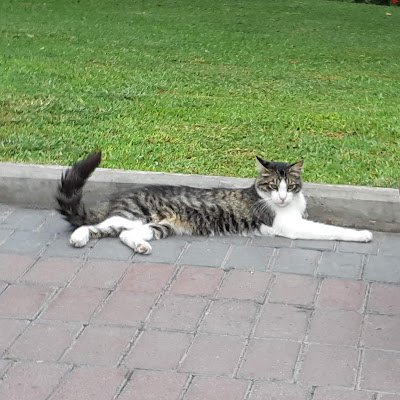 MaskedRiderYOz's profile picture. 