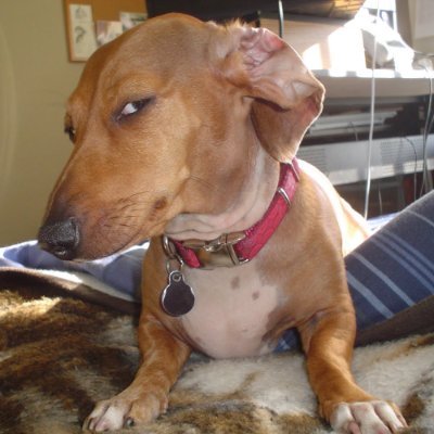 SUS | SUS DOG (@susdogtokensol) / X