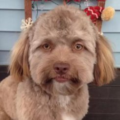 KooalaTutu's profile picture. oie pq sua calça ta fedendo