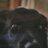 uingss36's profile image