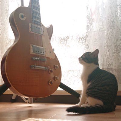 k005FxP5LaVyzXe's profile picture. キジシロのハナちゃん6歳・茶トラ白のロマ君４歳・縞三毛のムギちゃん3歳・あたくし42歳。 パートナーと２人で2021.06.05〜ロードバイク始めました🚴今年でお子ら27歳♂・25歳♀・24歳♂・23歳♀。2月産まれの初孫０歳✨Instagramがメインです♫