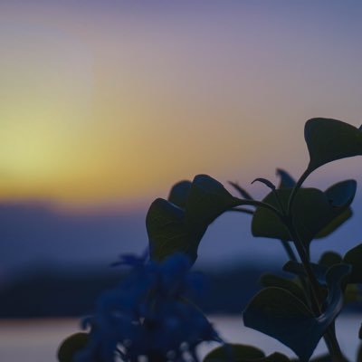 Focus_Fiend's profile picture. 。。。。