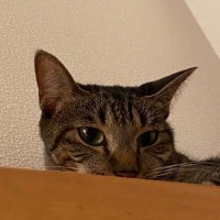 辰郎 (@build_kuma) Twitter profile photo