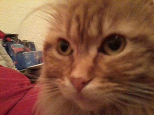 the_amber_cat's profile picture. Cat. Wannabe rockstar. Kerrang! Reader. Young guns fan. Dislike Touching of my tail, showers and 30STM.