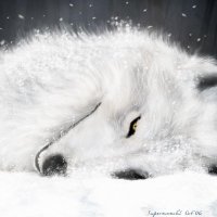 tndk (@tandoku_d2) 's Twitter Profile