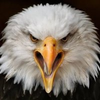Awake (@thetruthbfree) 's Twitter Profile Photo Awake (@thetruthbfree) 's Twitter Profile Photo