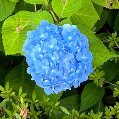 五夏🤍🖤＆勝デ💥🥦左右完全固定民。潔癖不拆不逆左右固定一攻一受神聖婚姻20↑ROM垢です🙇‍♀️あと🦦🦦大好きです！